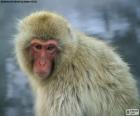 Ιαπωνική Macaque